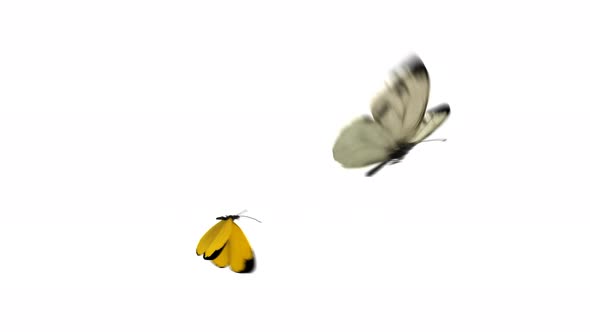 Flying Butterflies  alt
