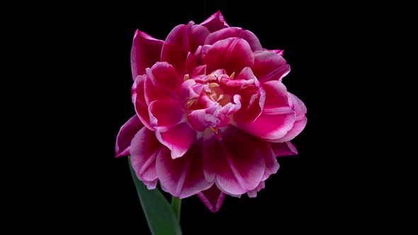 Peony Tulip Blooms Time Lapse on a Black Background  Video