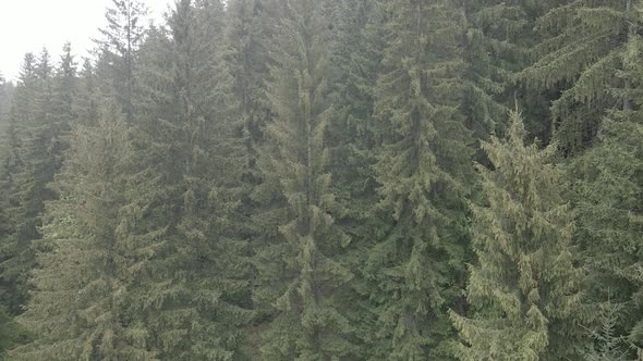 Ukraine, Carpathians: Forest Landscape. Aerial View. Flat, Gray