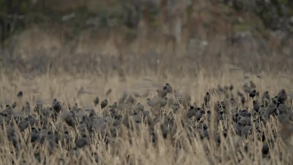 Starlings roosting in flattened reedbed at dusk on a nature reserve