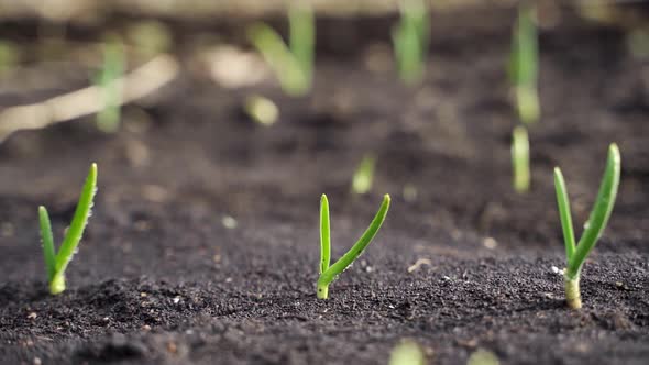 Watering Dry Soil with Water Before Planting Seeds