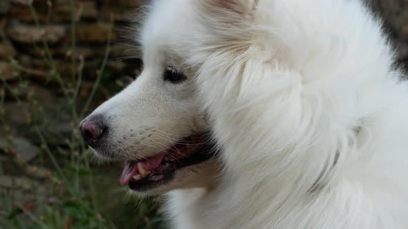 A beautiful white Samoyed dog lies on the green grass. Dog at sunset. Samoyed pet close-up.