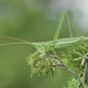 Grasshopper (Saga Pedo) close up - VideoHive Item for Sale