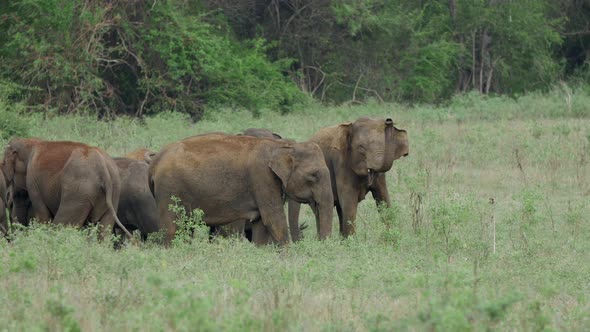 Herd of Asian elephant with baby elephants 