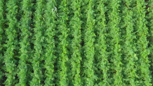 Morkov8Flying over rows of ripe carrots.