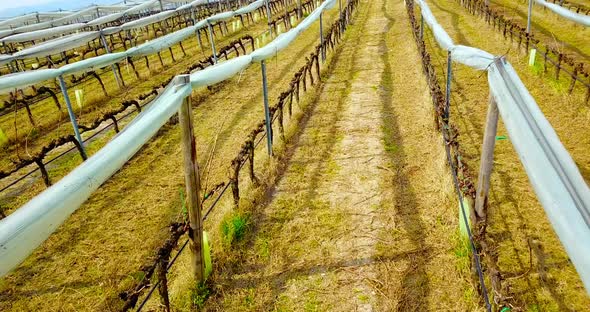 Grape Vine Rows in Wide Vineyard with White Folded Nets