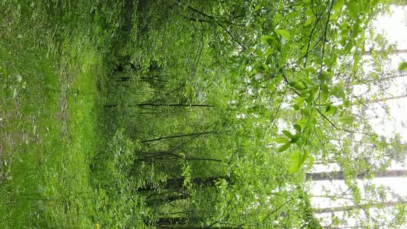 Vertical Video of a Forest with Pine Trees