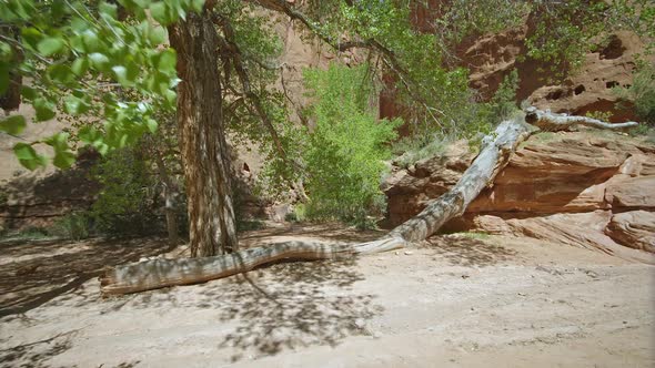 Hiking through sandy wash though cottonwood trees in the desert