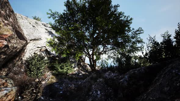 Big Tree with Rock Formations on the Mountainside