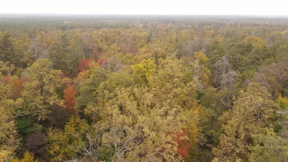 Trees in the Forest on an Autumn Day