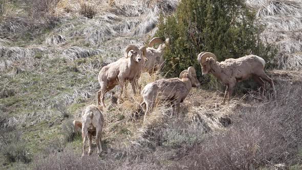 Group of Bighorn Sheep rams gathered around as they butt heads