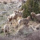 Group of Bighorn Sheep rams gathered around as they butt heads - VideoHive Item for Sale