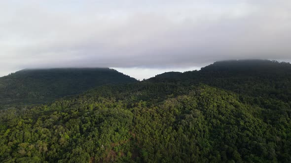 Aerial fly over forest with low cloud