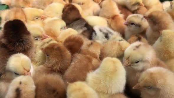 Lots of Little Chicks in a Box at the Agricultural Farm  Video