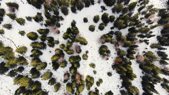 Aerial View of the Autumn Forest in the Mountains the First Snow