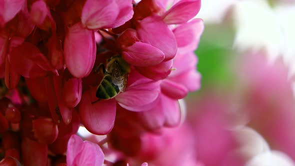 A bee is hovering on a pink flower, close-up