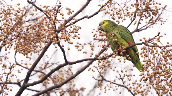 Close up shot of a Turquoise-fronted amazon parrot perching on a branch and eating the fruit of a ch