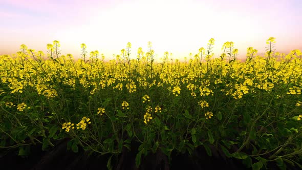 Rapeseed Field