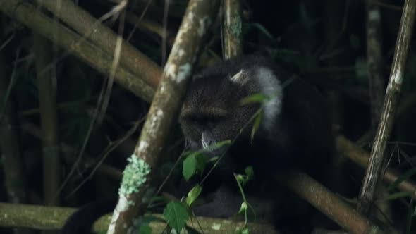 African wildlife in the wild, with a Sykes Monkey Hiding Behind The Bamboos Eating Leaves In Kenya A