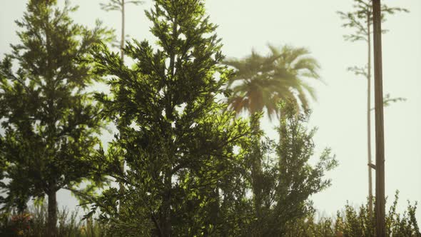 Tropical Palms and Grass at Sunny Day