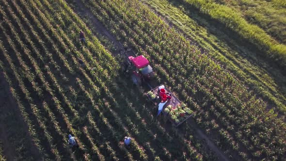 Aerial of tractor and corn wagon in corn field with workers on a summer morning.