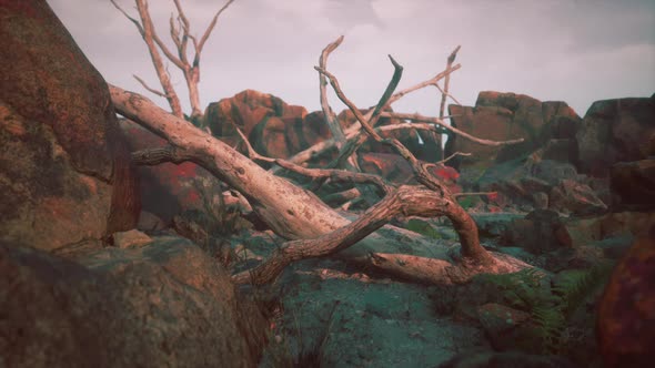 Dry Dead Tree Branches and Mountain Ridge