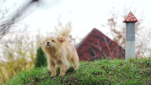 A Small Dog, with Curly Hair, Light Brown, on the Green Grass, Which Barks