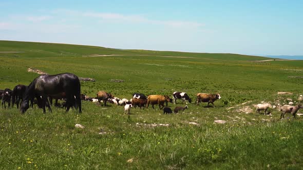 Cows and Sheep Eat Grass and Drink Water in a Field