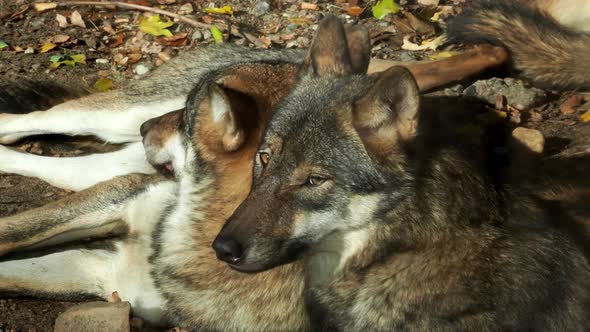 European gray wolves (Canis lupus lupus) lie and rest. Pack of wolves.