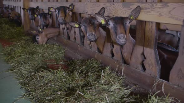 Many Goats on the Farm
