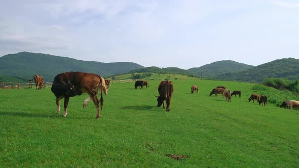 A Herd of Cows on a Mountain Pasture on a Sunny Summer Day