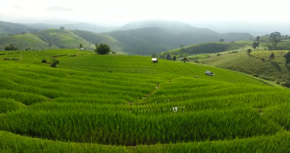 Rice Field Terrace on Mountain Agriculture Land