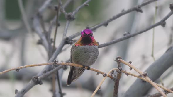 Anna's Hummingbird Perched and Flies Away