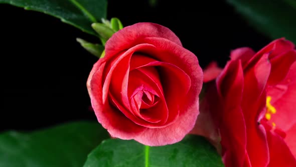 Red Flower Camellia Open Blossom in Time Lapse, Zoom in. Variety Cambelli