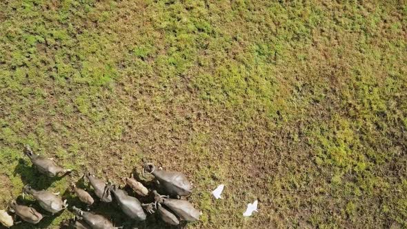 Drone view of wild buffalo running in a field in Asia