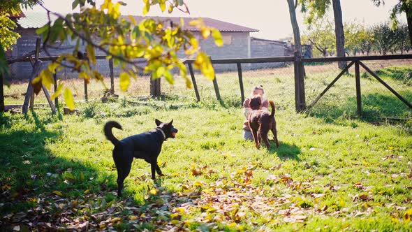 A Young Woman Plays a Ball with Her Two Cute Dogs