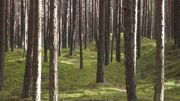 Silence in the forest