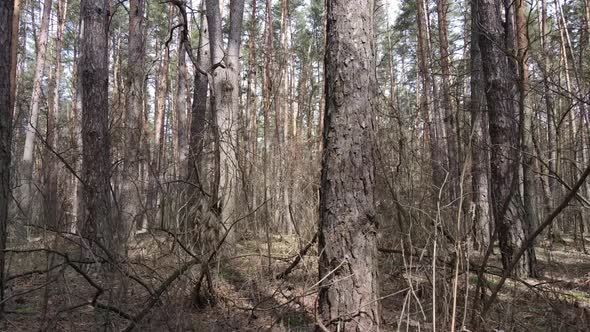 Forest Landscape Aerial View Slow Motion