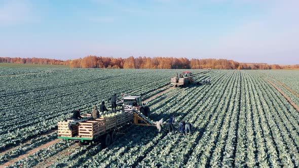 Vast Cabbage Field is Getting Reaped By Farmers and Harvesters