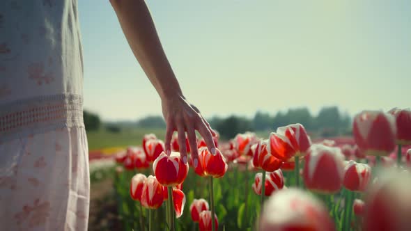 Closeup Woman Touching Colorful Tulips with Fingers in Beautiful Flower Garden