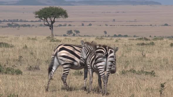 Pair of Zebras walking away