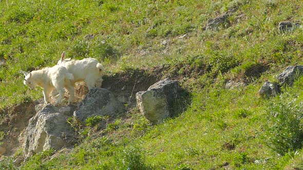 Little Goats Are Pushing Each Other