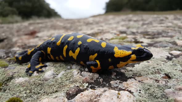 Pregnant European Fire Salamander in The Sant Llorenç Del Munt Natural Park 