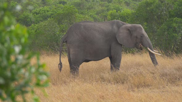 Elephant eating dry grass