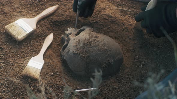 Unrecognizable Archaeologist Cleaning Skull From Dirt