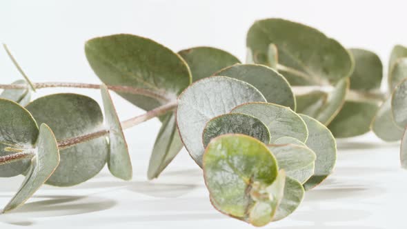 Green Leaves Eucalyptus Isolated on a White Revolving Table Macro Shot