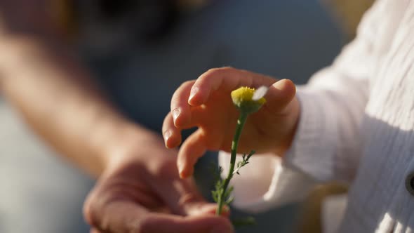 Toddler Takes Chamomile with Plucked Petals From Hand of Mom