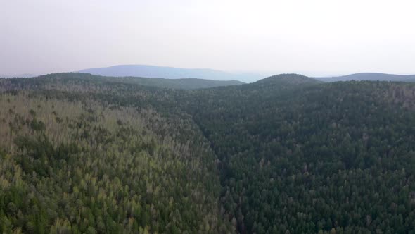 Spring forest aerial view_08