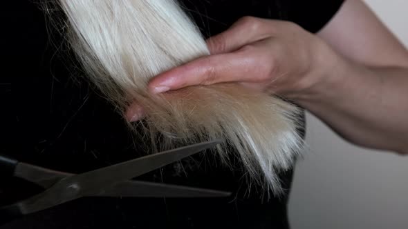 The girl cuts the ends of her blond hair herself. Close-up.