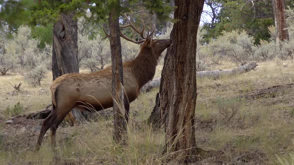 Bull Elk sniffing breeze in forest